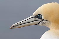 Basstoelpel Kopf seitlich