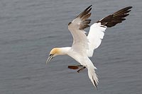 Basstoelpel Landeanflug