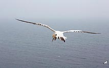 Basstoelpel Meer absuchend