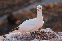 Basstoelpel Felswatt Flaris