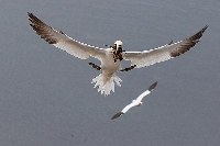 Basstoelpel Nistmaterial Anflu