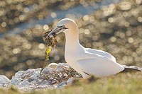 Basstoelpel Nistmaterial Flari