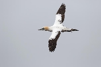 Basstoelpel schnittig fliegend