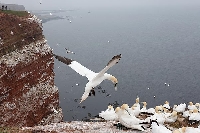 Basstoelpel Vogelfelsen Helgol