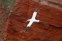 Basstoelpel vor rotem Fels