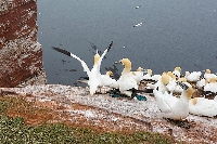 Basstoelpelkolonie Vogelfelsen