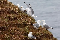 Dreizehenmoewe am Hang