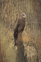 Schwarzmilan auf Baumstumpf