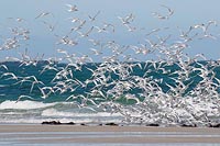 Brandseeschwalben Schwarm