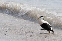 Eiderenten Erpel vor Welle