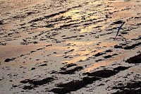 Felswatt Abendlicht Vogel