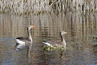 Graugans Familie am Teich
