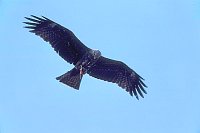 Schwarzmilan im Flug