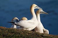 Basstoelpel nach rechts blicke