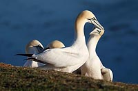 Basstoelpel Paar liebevoll