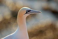 Basstoelpel Portrait Flaris