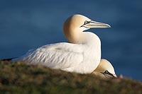 Basstoelpel schlafend