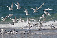 Brandseeschwalben auffliegend