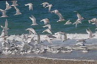 Brandseeschwalben Nordsee