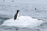 Dickschnabellumme auf Eisschol