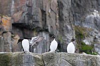 Dickschnabellummen 3 Felsen