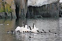 Dickschnabellummen Eisblock