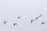 Dickschnabellummen fliegend