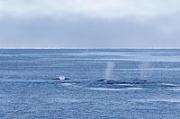 Finnwale 3 mit Fontaenen