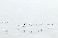 Fliegende Noten Lummen