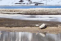 Magdalenenfjord Spitzbergen
