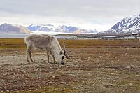 Rentier in Ny Alesund