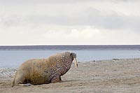 Walross am Wasser