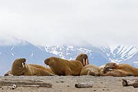 Walross Herde vor Bergen