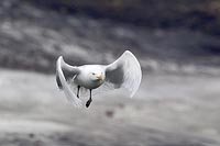 Eismoewe i Flug frontal