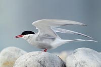 Kuestenseeschwalbe abflugberei