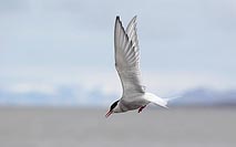 Kuestenseeschwalbe ueb Meer