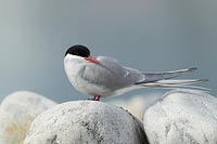 Kustenseeschwalbe Kopf drehend