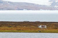 Rentier Landzunge Spitzbergen