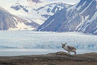 Rentier vor Gletscher