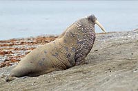 Walross a Strand robbend