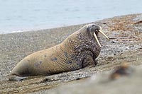 Walross Kopf drehend