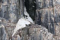 Alkefjellet Vogelfelsen Schnee