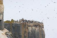 Dickschnabellummen Balkon