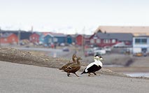 Eiderenten queren Strasse