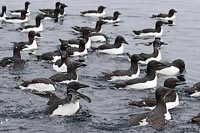 Dickschnabellummen schwimme