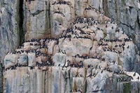 Dickschnabellummen bruetend