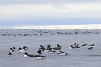 Dickschnabellummen Hinlopenstr