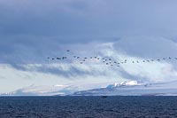 Hinlopenstra�e fliegende Lumme