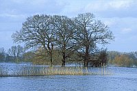Eichengruppe im Hochwasser
