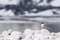 Kuestenseeschw Magdalenenfjord